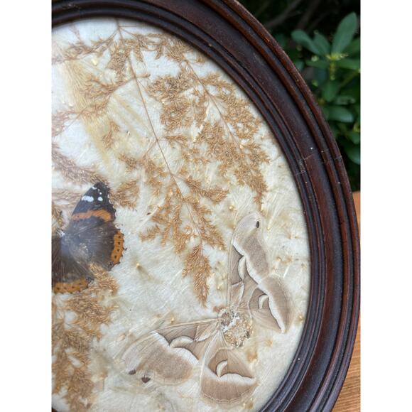 Vintage pressed butterfly and flower simple oval wood frame bubble glass - Picture 3 of 16